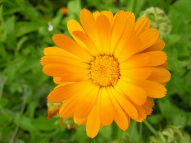 Billede af blomst